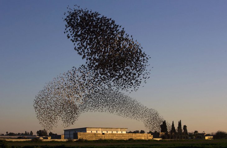 A flock of starlings fly over an agricultural field near the southern Israeli city of Netivot (18)