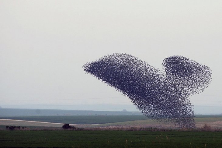 A flock of starlings fly over an agricultural field near the southern Israeli city of Netivot (16)
