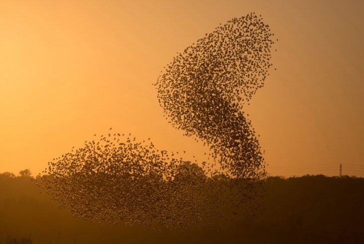 A flock of starlings fly over an agricultural field near the southern Israeli city of Netivot (15)