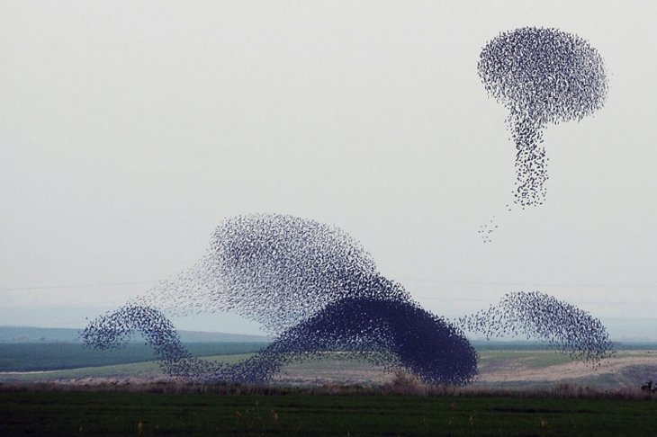 A flock of starlings fly over an agricultural field near the southern Israeli city of Netivot (13)