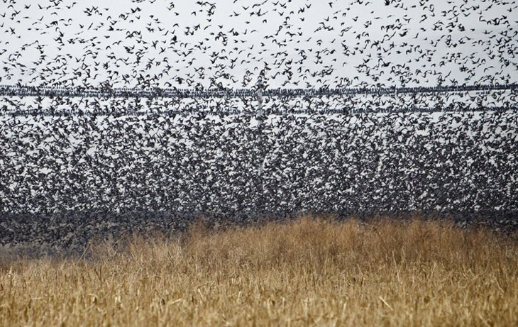 A flock of starlings fly over an agricultural field near the southern Israeli city of Netivot (12)