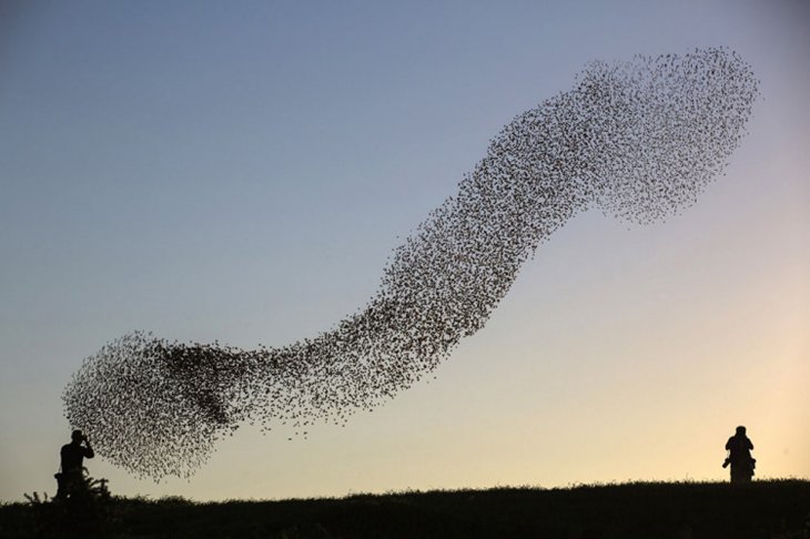 A flock of starlings fly over an agricultural field near the southern Israeli city of Netivot (10)