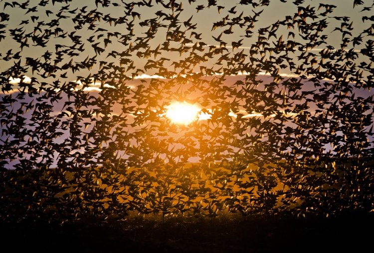A flock of starlings fly over an agricultural field near the southern Israeli city of Netivot (8)