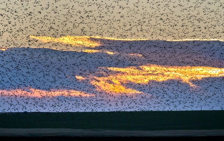 A flock of starlings fly over an agricultural field near the southern Israeli city of Netivot (6)