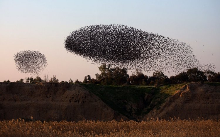 A flock of starlings fly over an agricultural field near the southern Israeli city of Netivot (5)