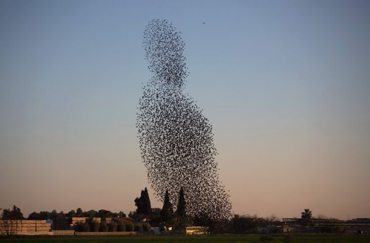 A flock of starlings fly over an agricultural field near the southern Israeli city of Netivot (4)