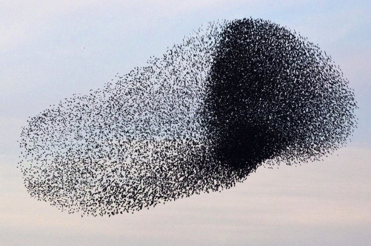 A flock of starlings fly over an agricultural field near the southern Israeli city of Netivot (3)