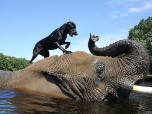 elephant-dog-friendship-bubbles-and-bella-1