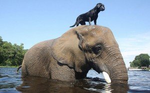 elephant-dog-friendship-bubbles-and-bella-2