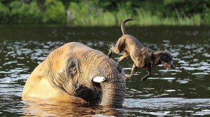 elephant-dog-friendship-bubbles-and-bella-3