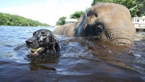 elephant-dog-friendship-bubbles-and-bella-5