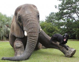 elephant-dog-friendship-bubbles-and-bella-6