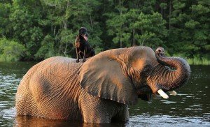 elephant-dog-friendship-bubbles-and-bella-7