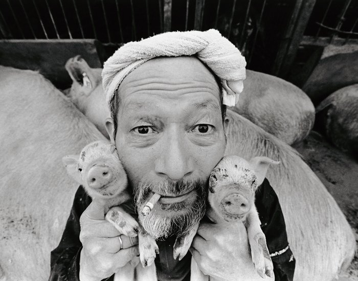 Farmer And His Pigs Friendship (13)