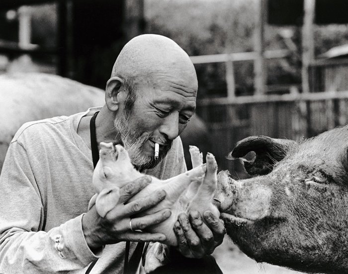 Farmer And His Pigs Friendship (4)