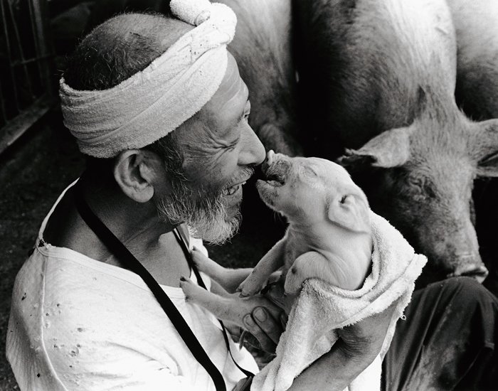 Farmer And His Pigs Friendship (1)