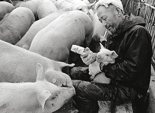 Farmer And His Pigs Friendship (9)