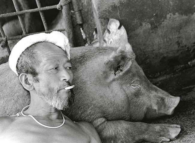 Farmer And His Pigs Friendship (8)