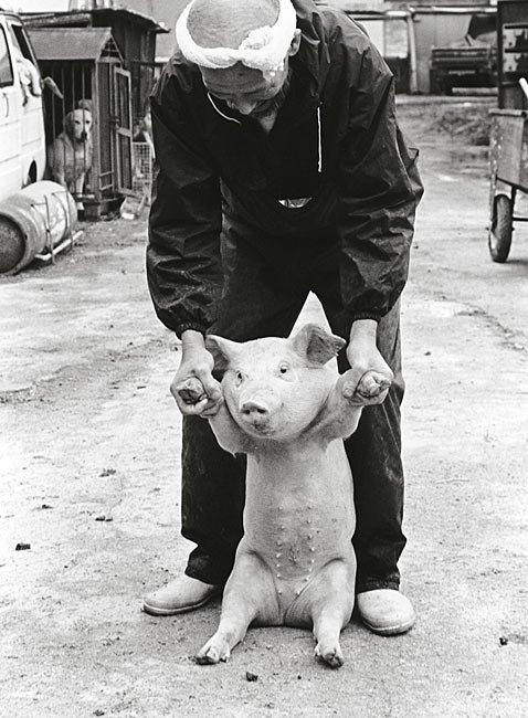 Farmer And His Pigs Friendship (6)