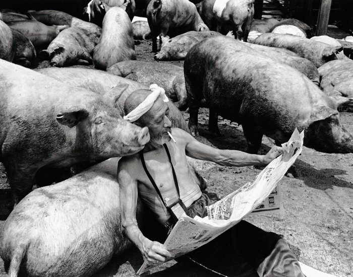 Farmer And His Pigs Friendship (5)