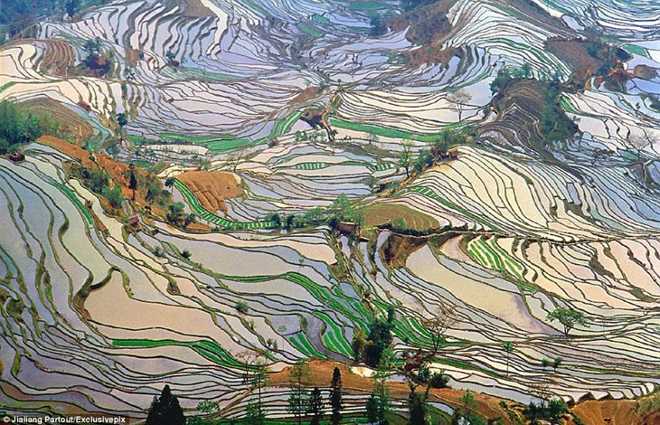 World's Largest Terraced Paddy Fields, Yuen Yang, China (5)