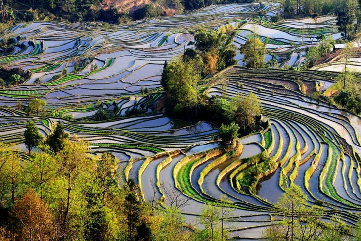 World's Largest Terraced Paddy Fields, Yuen Yang, China (1)