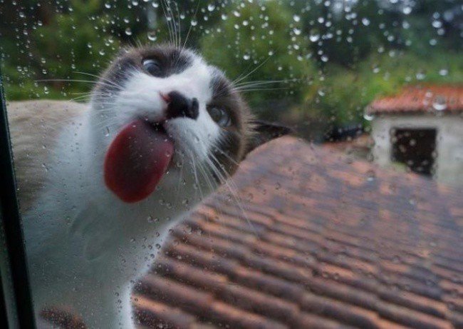 Animals just licked the glass (16)