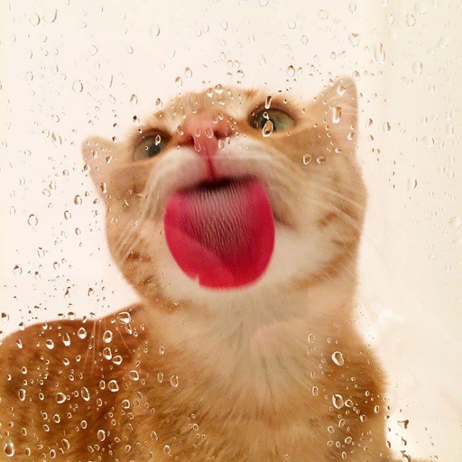 Animals just licked the glass (2)