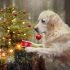 i-photograph-my-dog-mali-enjoying-christmas-time-12__880