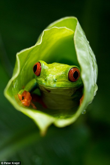 A small frog peers