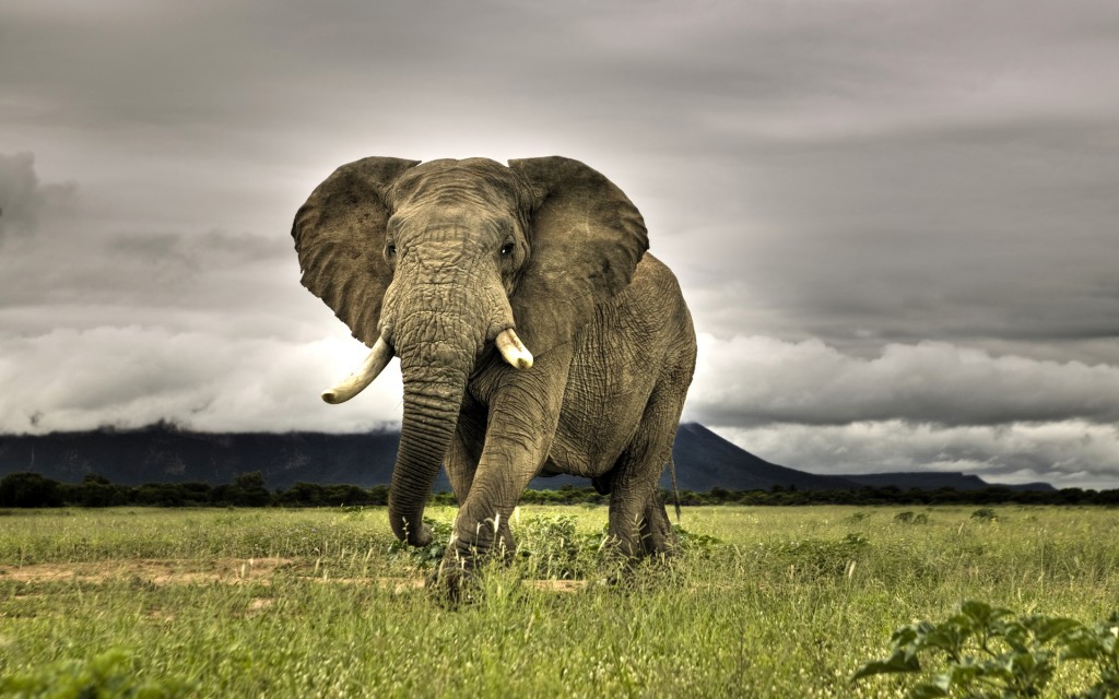 Afirica-Elephant-pictures-collection