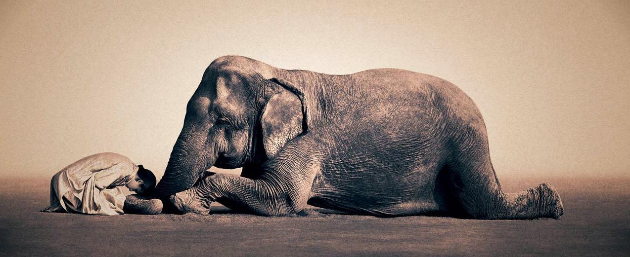 Image Of Elephant