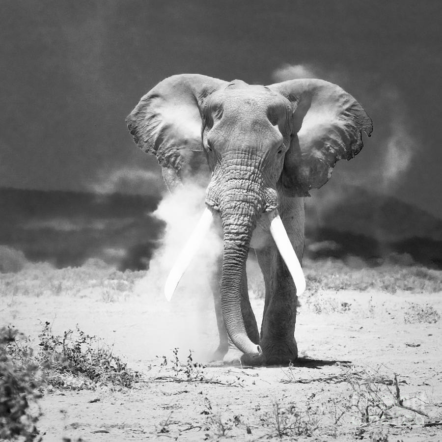 Image Of Elephant