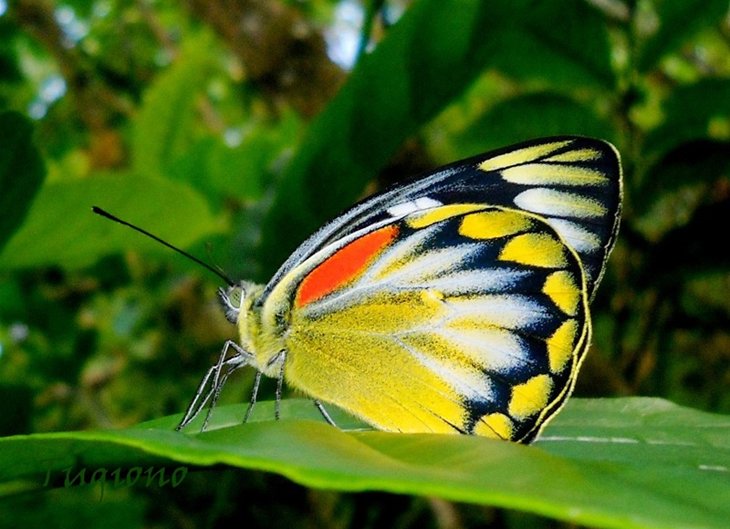 Beautiful Butterfly Photography