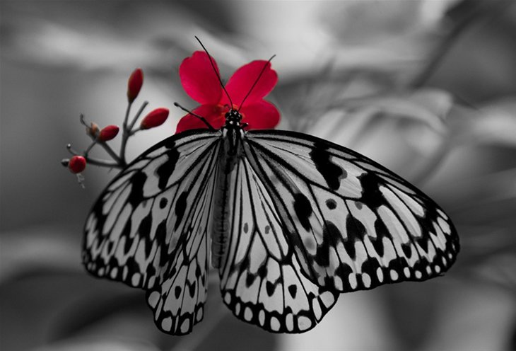 Beautiful Butterfly Photography