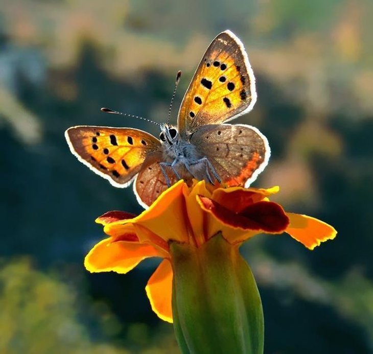 butterfly Photography