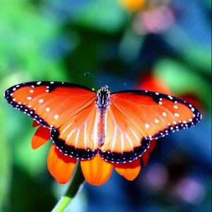 butterfly-photos | inspiration photos