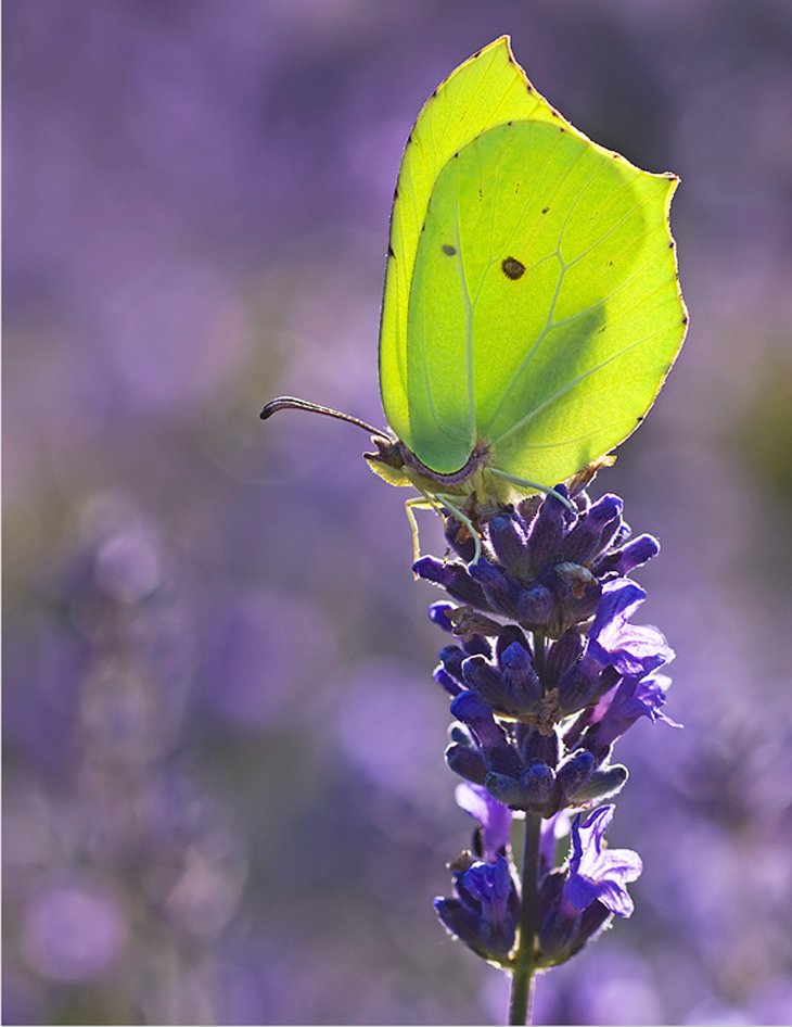 green-Butterfly
