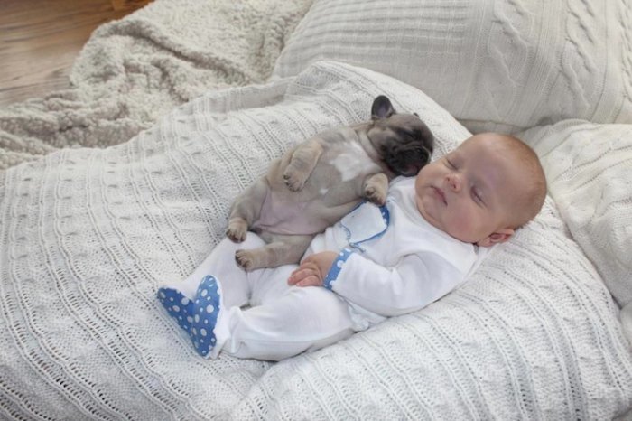 baby with french bulldog puppies (5)