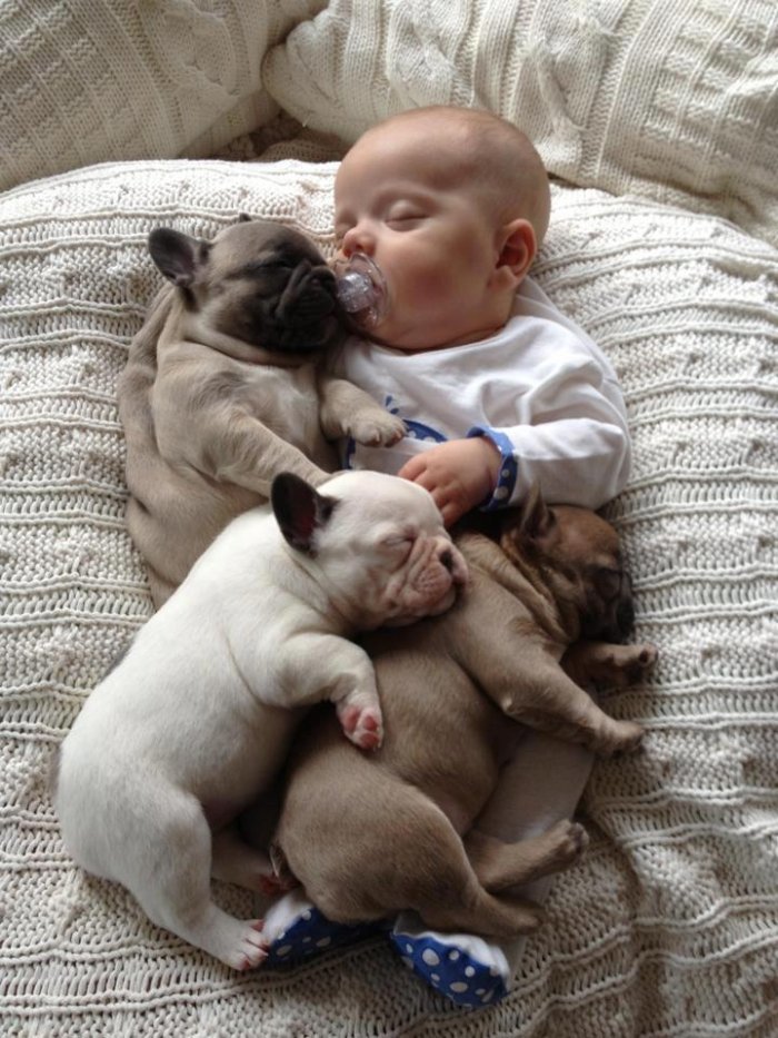 baby with french bulldog puppies (4)