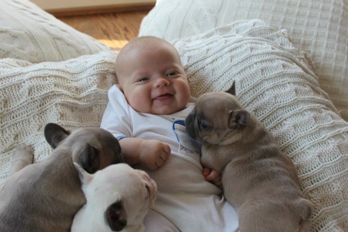 baby with french bulldog puppies (1)
