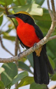 GAMBIAN-BIRDS
