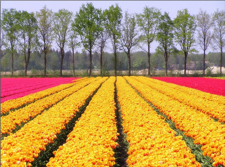 World Largest Flower Garden - Netherlands (20)