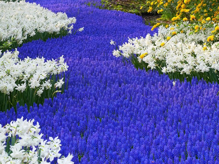 World Largest Flower Garden - Netherlands (12)