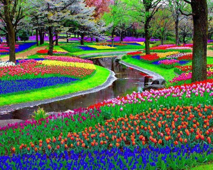 World Largest Flower Garden - Netherlands (9)