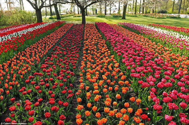World Largest Flower Garden - Netherlands (18)
