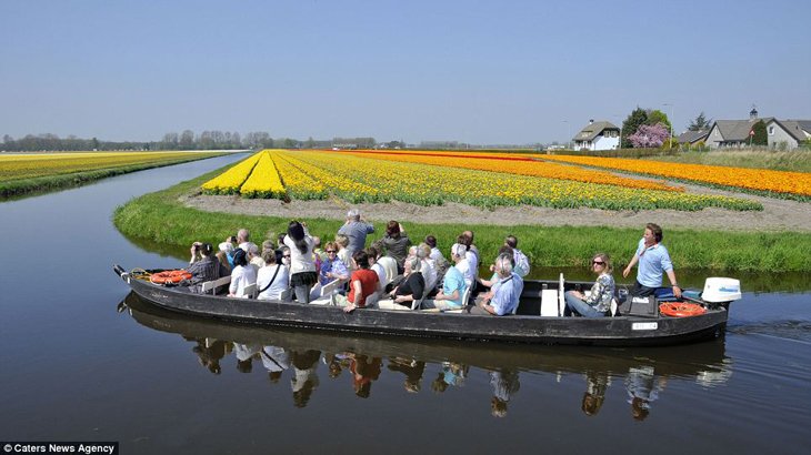 World Largest Flower Garden - Netherlands (15)