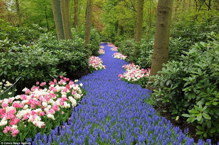 World Largest Flower Garden - Netherlands (17)