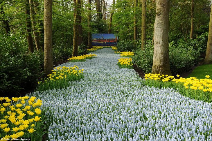 World Largest Flower Garden - Netherlands (16)