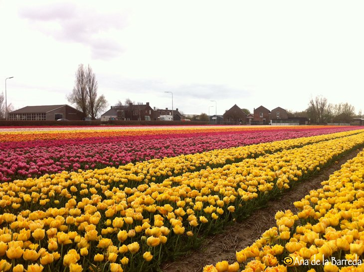 World Largest Flower Garden - Netherlands (11)